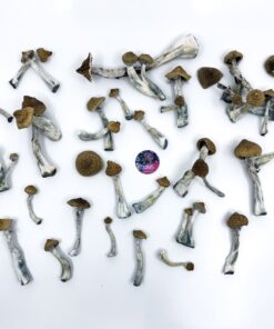 thai mushrooms
